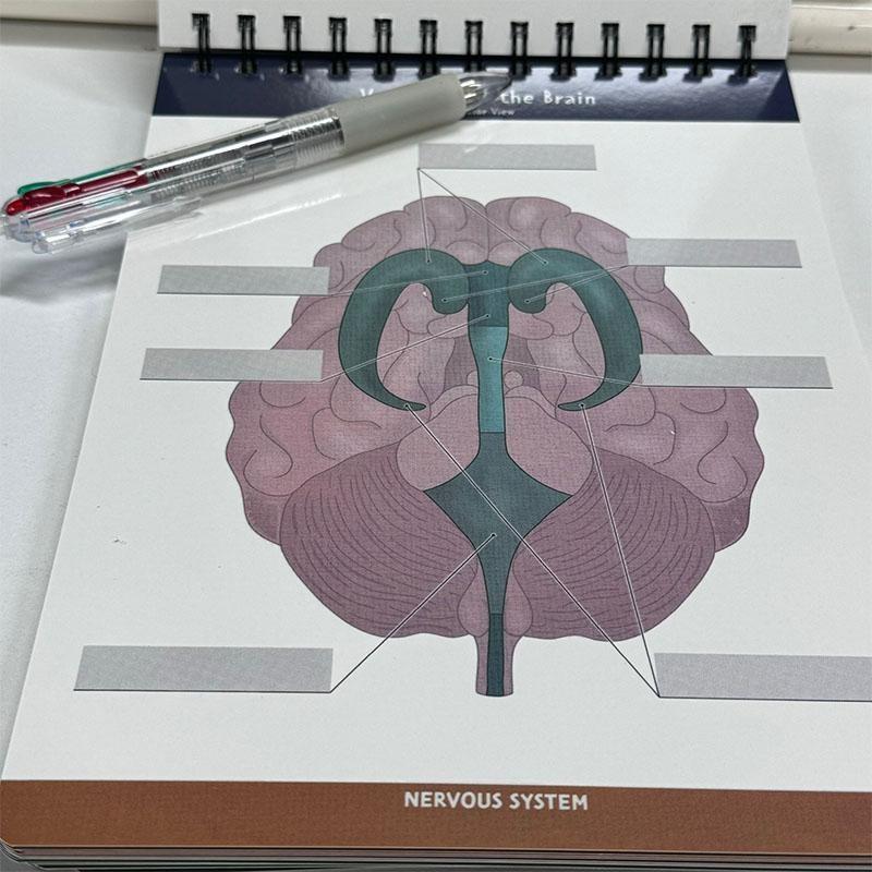 Human Anatomy Labeling Workbook – Dry Erase Study Book