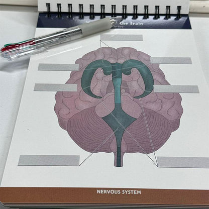 Human Anatomy Labeling Workbook – Dry Erase Study Book