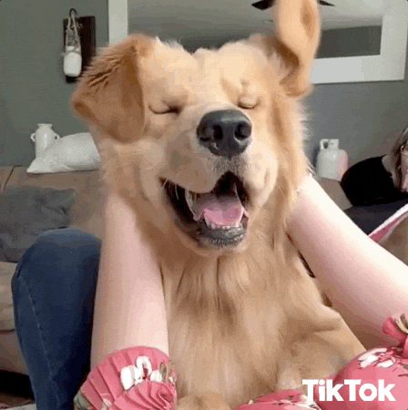 Happy dog being gently petted