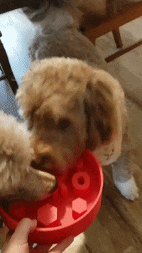 Dog excited for its daily meal