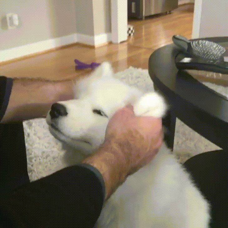 Dog enjoying gentle ear rubs