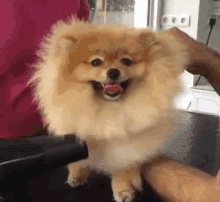 Healthy dog enjoying grooming