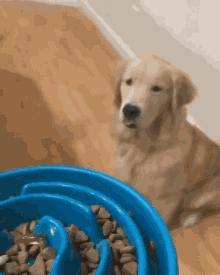 Dog excited for mealtime