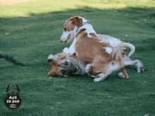 Dogs happily playing together outside