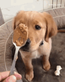 Happy dog enjoying a treat