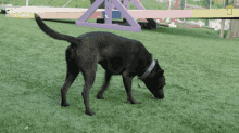 Happy dog enjoying time outdoors in nature