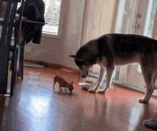 Dogs of different breeds together